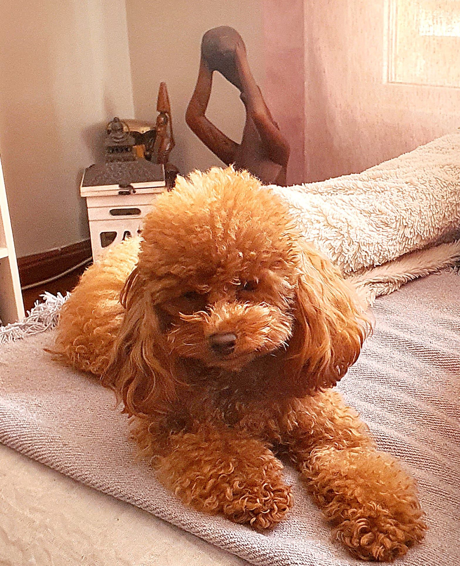 Caniche Toy